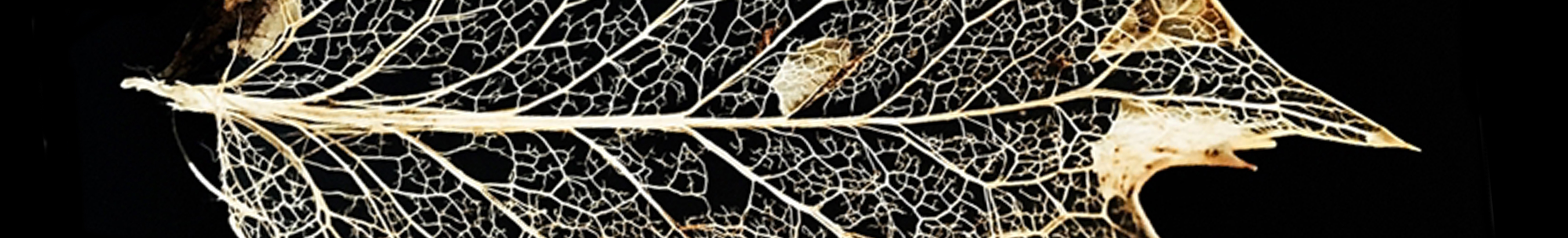 banner21
